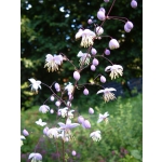 Thalictrum delavayi