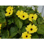 Thunbergia alata 'Aurea Oculata'