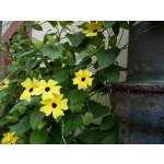 Thunbergia alata 'Aurea Oculata'