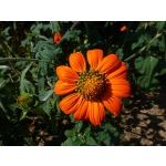 Tithonia rotundifolia 'Torch'