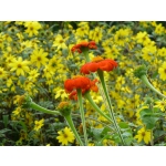 Tithonia rotundifolia 'Torch'