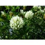 Trifolium ochroleucon