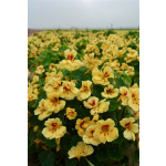 Tropaeolum minus 'Jewel Peach Melba'