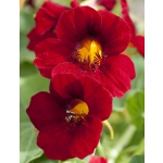 Tropaeolum majus 'Crimson Emperor'