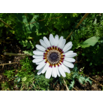 Venidium fastuosum