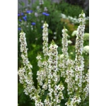 Verbascum chaixii 'Wedding Candles'