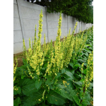Verbascum nigrum