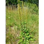 Verbascum nigrum