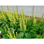 Verbascum nigrum