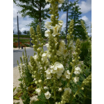 Verbascum phlomoides 'Snow Maiden'