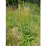 Verbascum nigrum