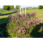 Verbena hastata 'Pink'