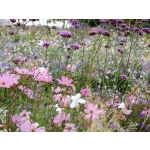 Verbena bonariensis