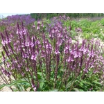 Verbena hastata 'Violet'