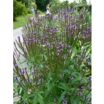 Verbena hastata 'Violet'