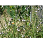 Verbena officinalis