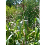 Zea mays 'Japonica'