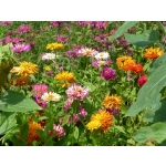 Zinnia elegans 'Kaktus Mix'