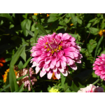 Zinnia elegans 'Mazurkia'