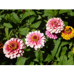 Zinnia elegans 'Mazurkia'