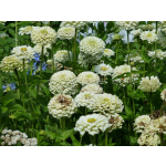 Zinnia elegans 'Polar Bear'