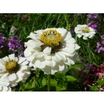 Zinnia elegans 'Polar Bear'