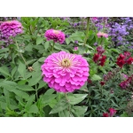 Zinnia elegans 'Dream'