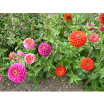 Zinnia elegans 'Mischung hoher Sorten'