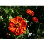 Zinnia elegans 'Orange King'