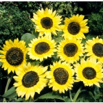 Helianthus annuus 'Lemon Queen'