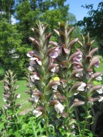 Akanthus