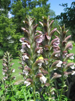 Akanthus Akanthus