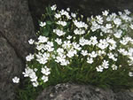 Alpen-Leimkraut, Strahlensame