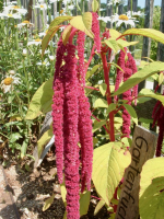 Roter Garten-Fuchsschwanz (hngend)