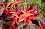 Buntblttriger Fuchsschwanz