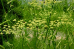 Dill 'Blattreicher'