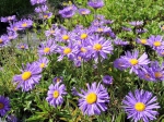 Blaue Alpenaster
