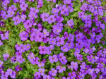 Violettes Blaukissen