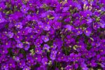 Violettes Blaukissen