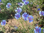 Blaue Kornblume (Wildform)