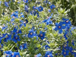 Blauer Gauchheil