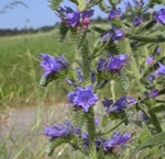 Blauer Natternkopf