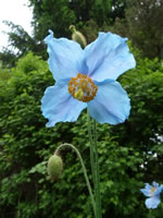 Blauer Scheinmohn