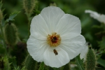 Breithorniger Stachelmohn