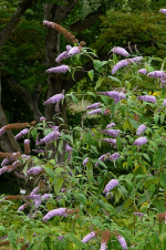 Violetter Schmetterlingsflieder