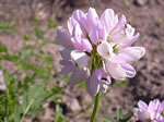Bunte Kronwicke