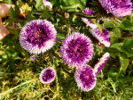 Wei-Blaue Pompon-Aster