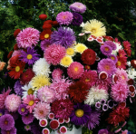 Sommeraster (langstielige Mischung)