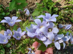 Riesendolden-Glockenblume