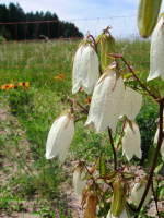 Punktierte Glockenblume